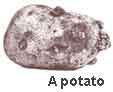 A Potato.