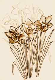 Daffodils