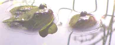 Two frogs with their heads poking above water.