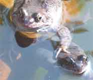 Two cheeky looking frogs!