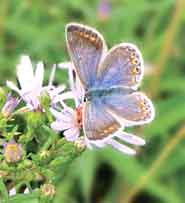 A butterfly on a flower.