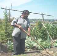 Joyce Silvera attands to her allotment.