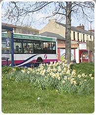 Display of daffodils on one of Burngreave's green spaces.