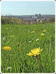 View over field of dandylions with city centre and arts tower in the distance.