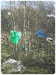 Plastic bags stuck on trees.